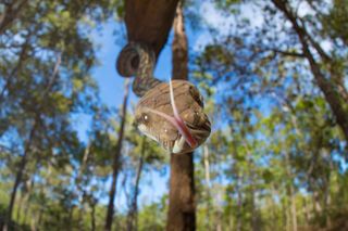 A snake flicking its forked tongue