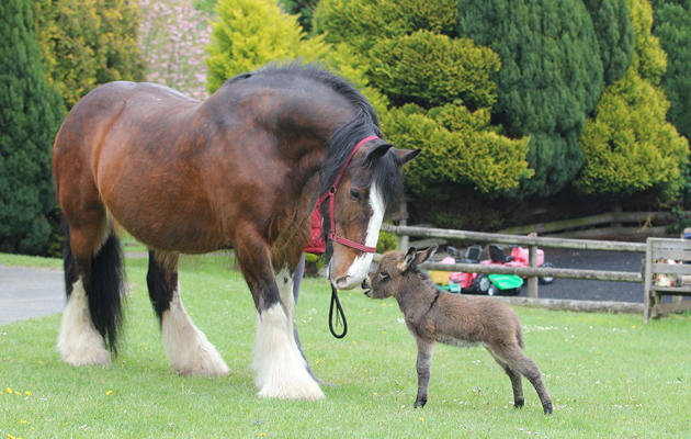 miniature donkey foal