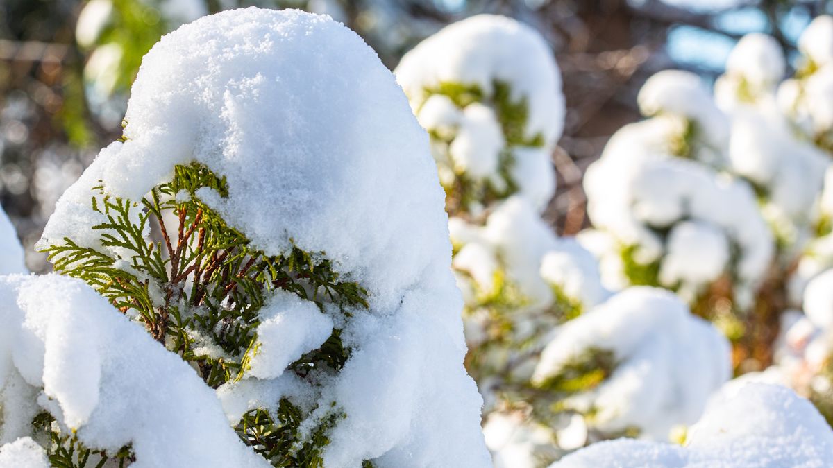 你應該去除植物上的積雪嗎？我們的指南提供您需要了解的所有冬季園藝建議