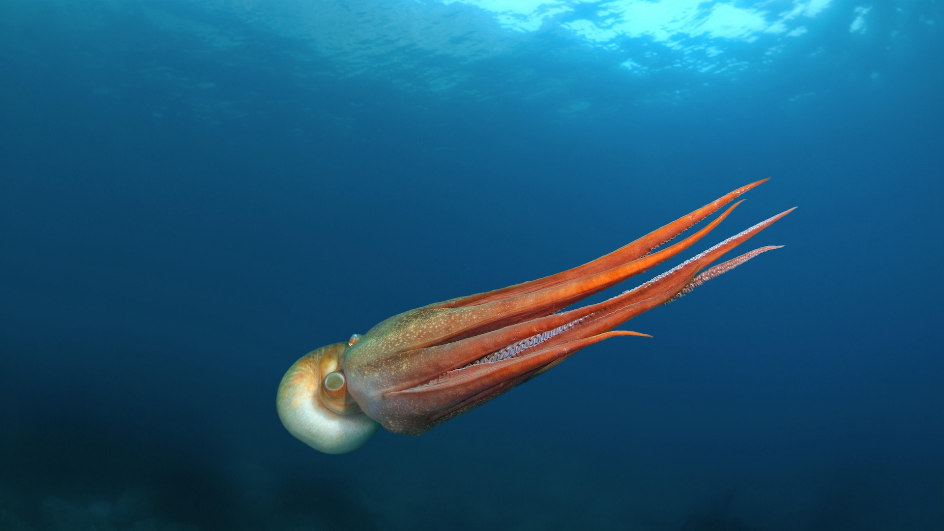 Giant Pacific octopus