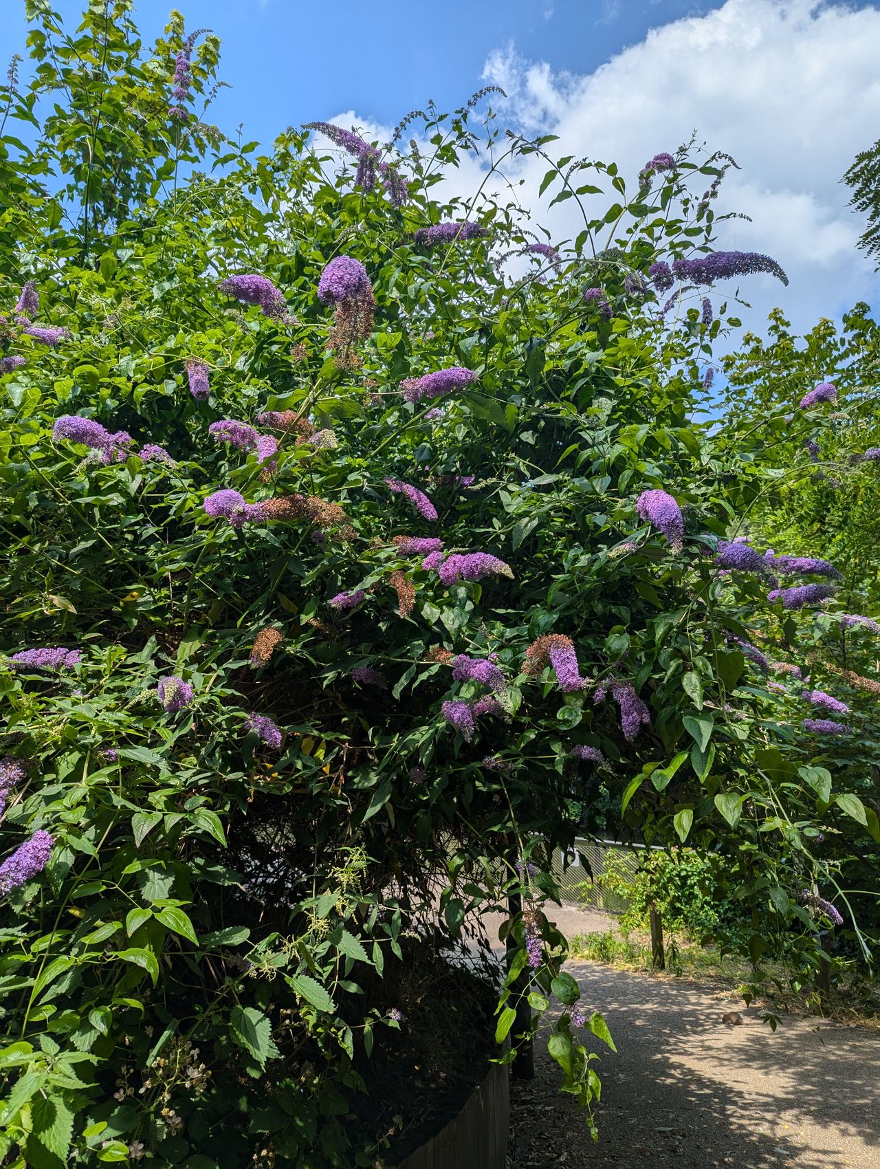 A photo of purple flowers on trees taken on a Google Pixel 7 Pro
