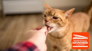 healthiest cat treats revealed - cat getting a fed a treat
