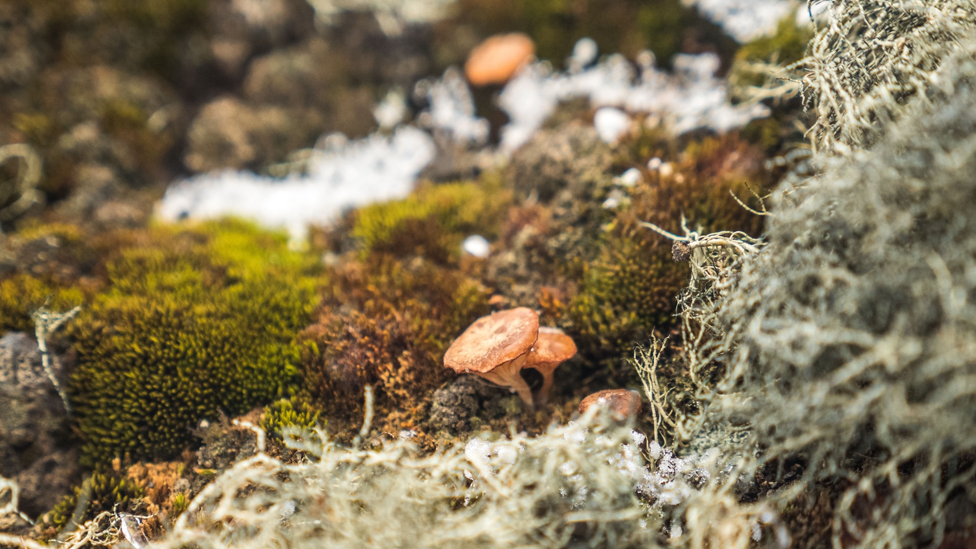 A close-up of moss, lichen, and mushrooms in the Antarctic