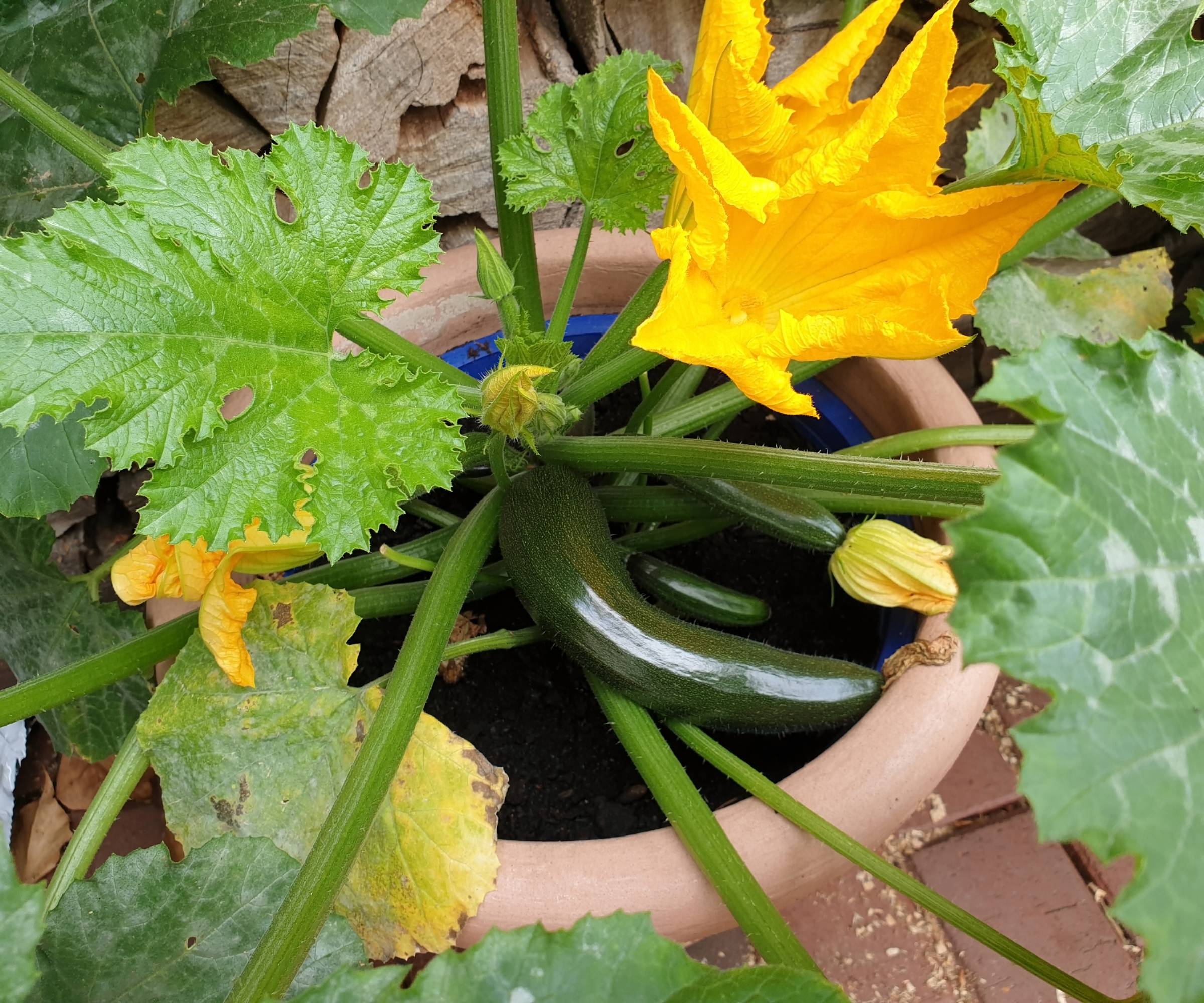A potted zucchini plant with fruits and flowers
