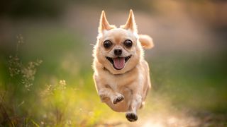 Dog running in the air smiling