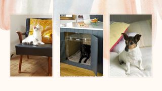Sharing your home with pets shouldn't mean sacrificing style &ndash; 8 interior design tips to live in harmony