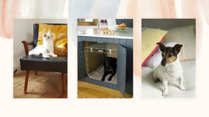 collage of Pet-friendly interior ideas for cats and dogs