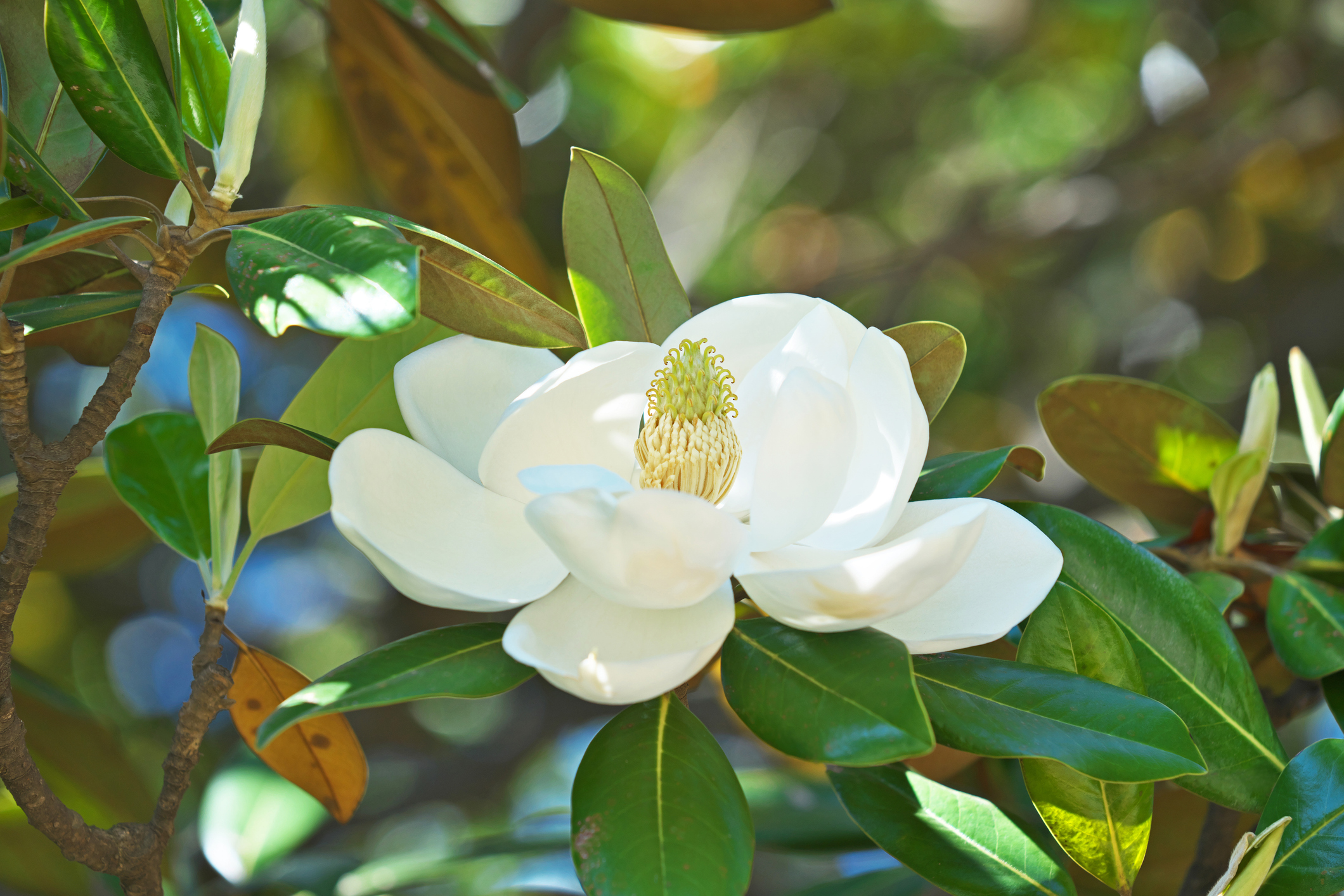 A Southern Magnolia flower in full bloom with greenery in the background.