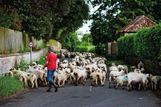 sheep on road