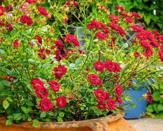 red rose in pot