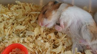 do pet hamsters hibernate