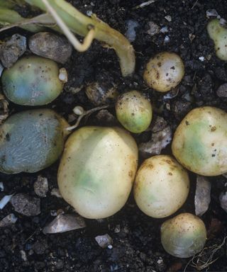A handful of green potatoes being lifted from in the soil
