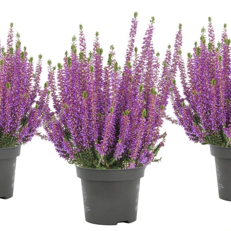 Beauty Ladies&amp;reg; Lynn Scotch Heather