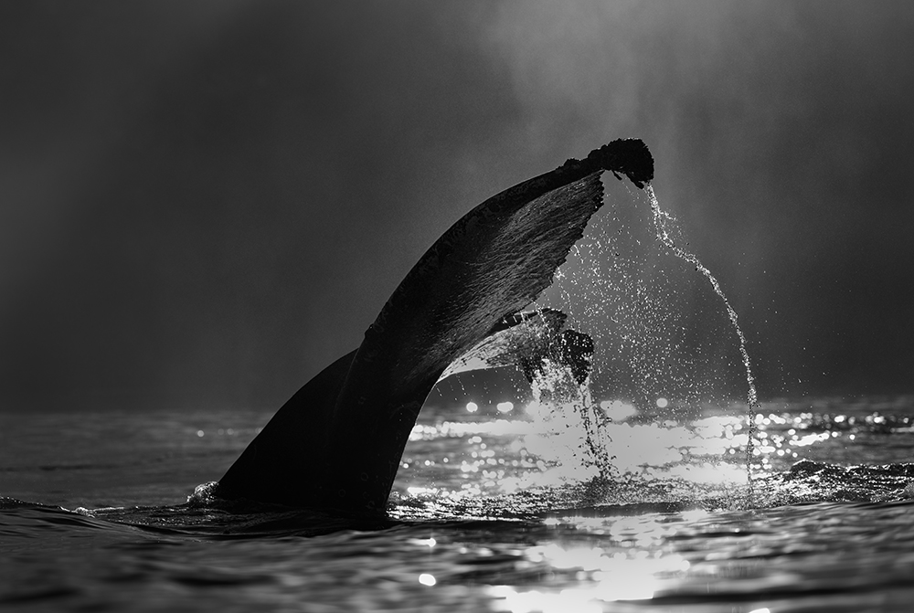 Photo of humpback whale off the coast of South Africa taken by wildlife photographer Chris Fallows