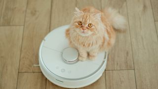 A kitten sits on a robot vacuum cleaner