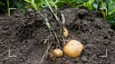 picture of potato plant being taken out of ground with grown potatoes attached