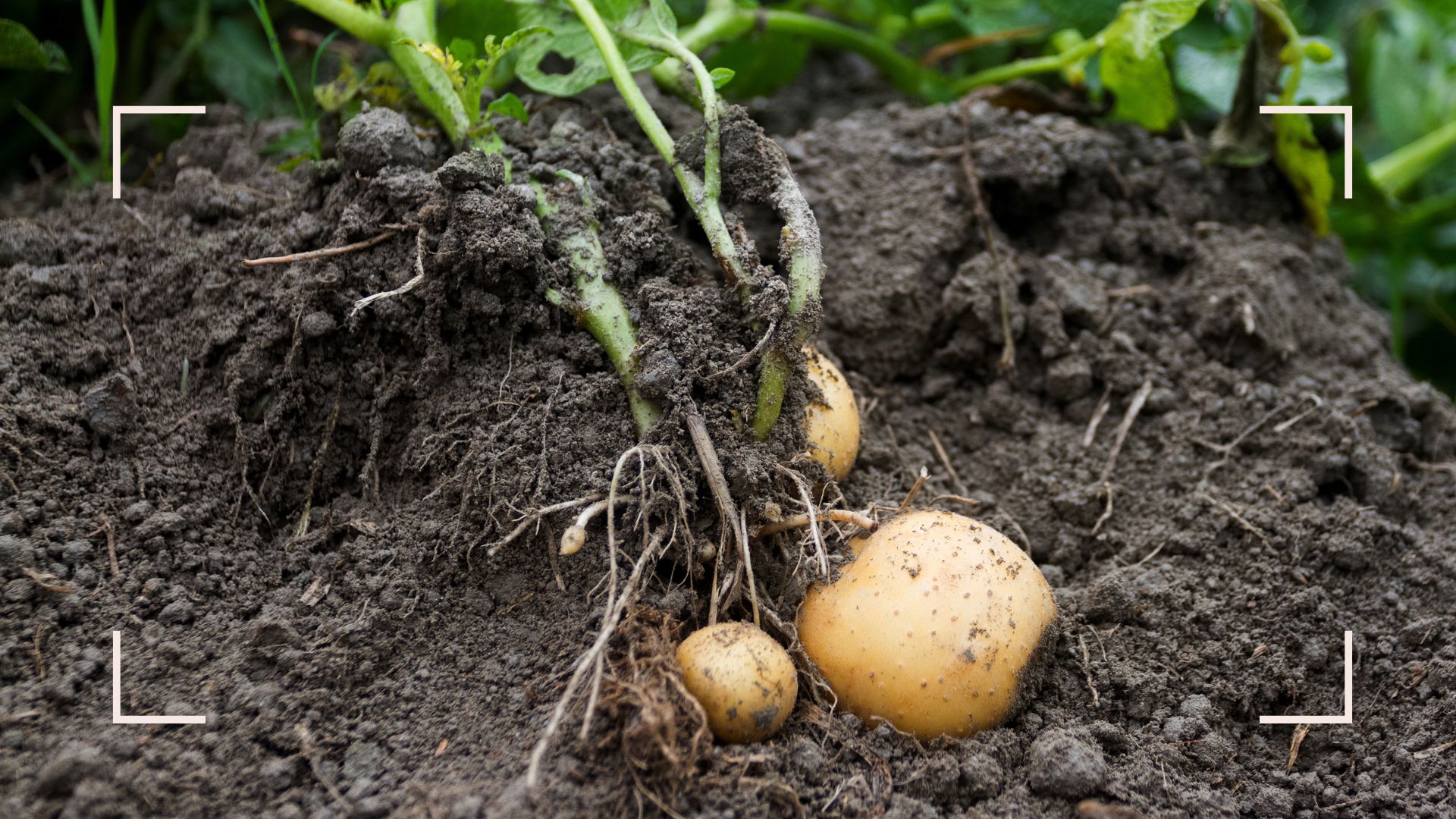 picture of potato plant being taken out of ground with grown potatoes attached
