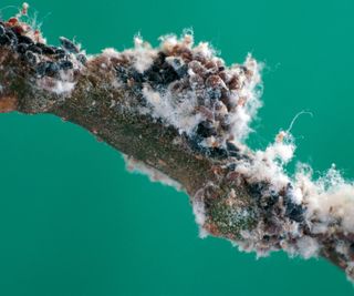 Woolly apple aphids on the branches of an apple tree