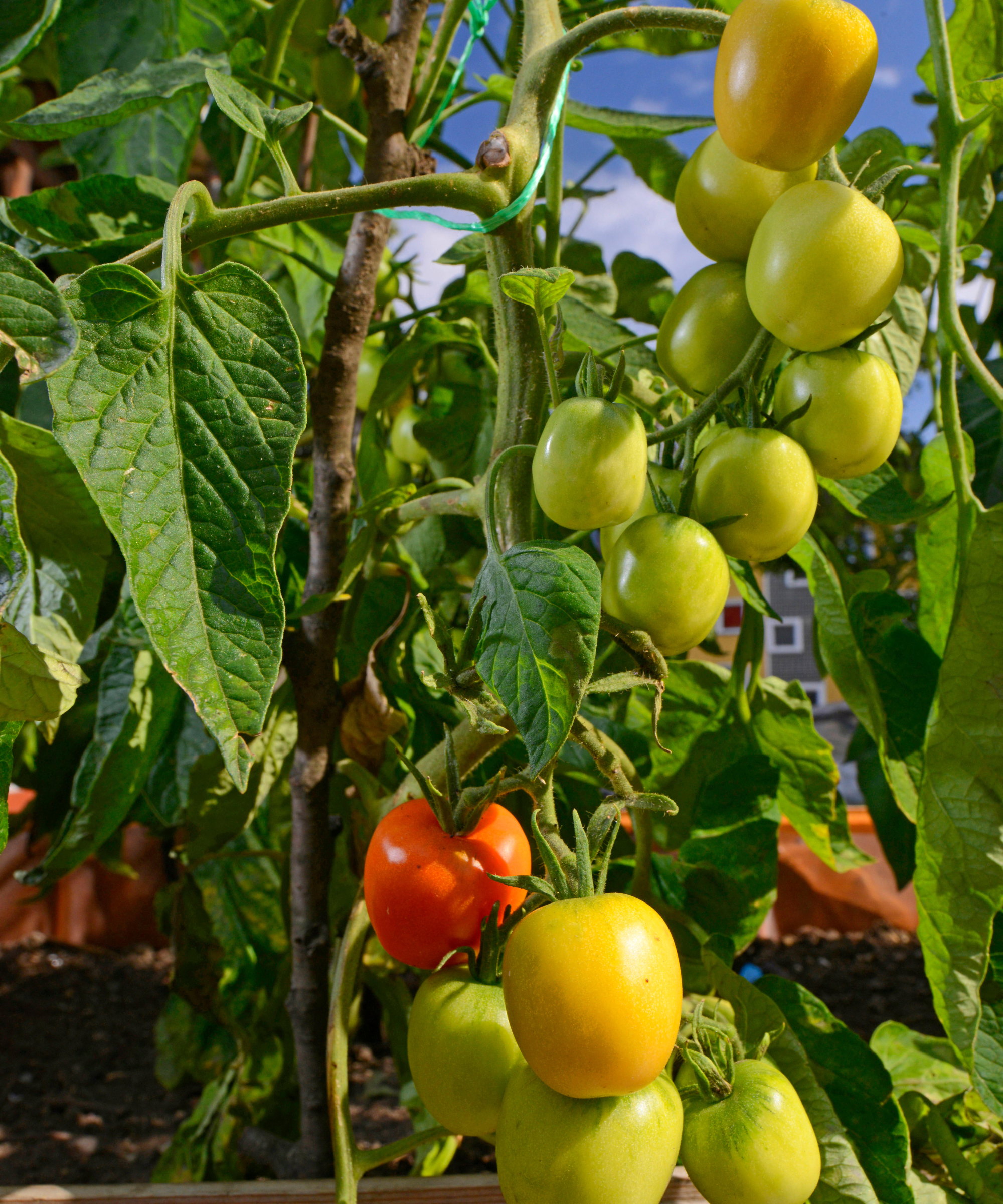 Trusses of tomatoes are growing in the sunshine on a balcony
