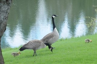 Canada geese can shop you eat bread