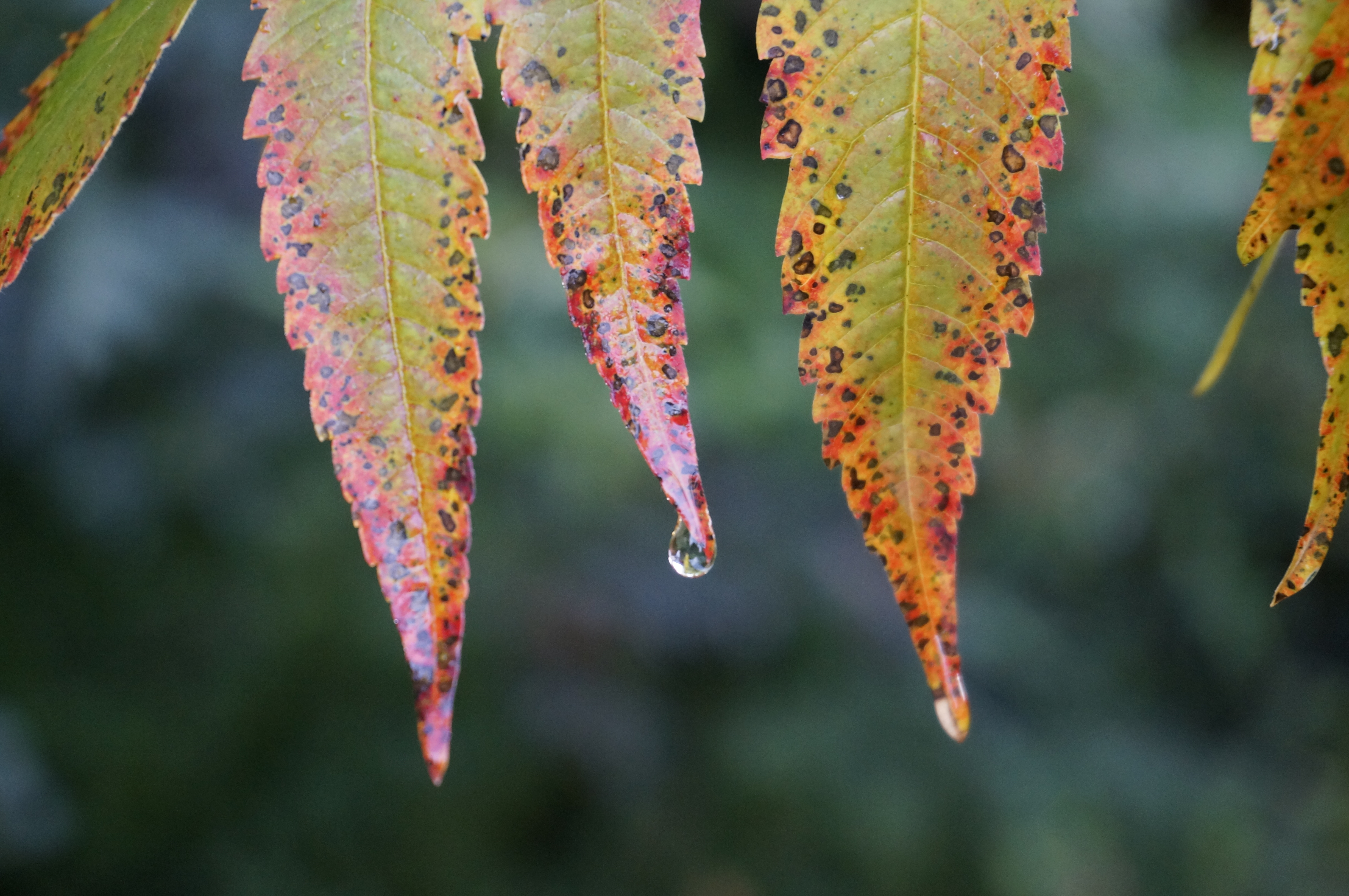 Sony NEX-6 review