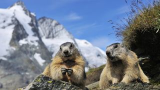 Two marmots with snow capped mountains in the background