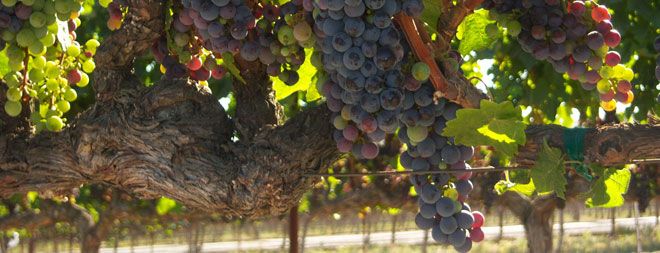 grapes, vineyard, automated sorting technique