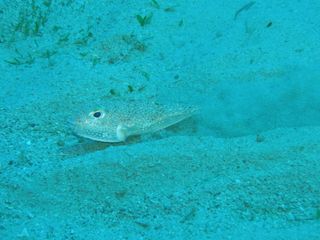 A male pufferfish making a valley in the seafloor with his fins on April 23, 2012.