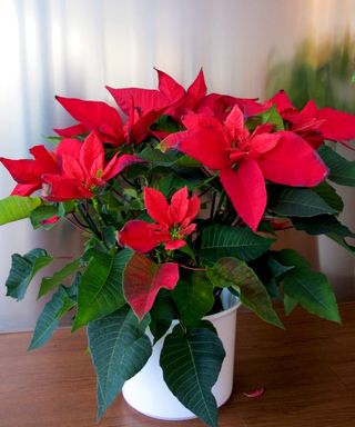 Poinsettia blooming at Christmas
