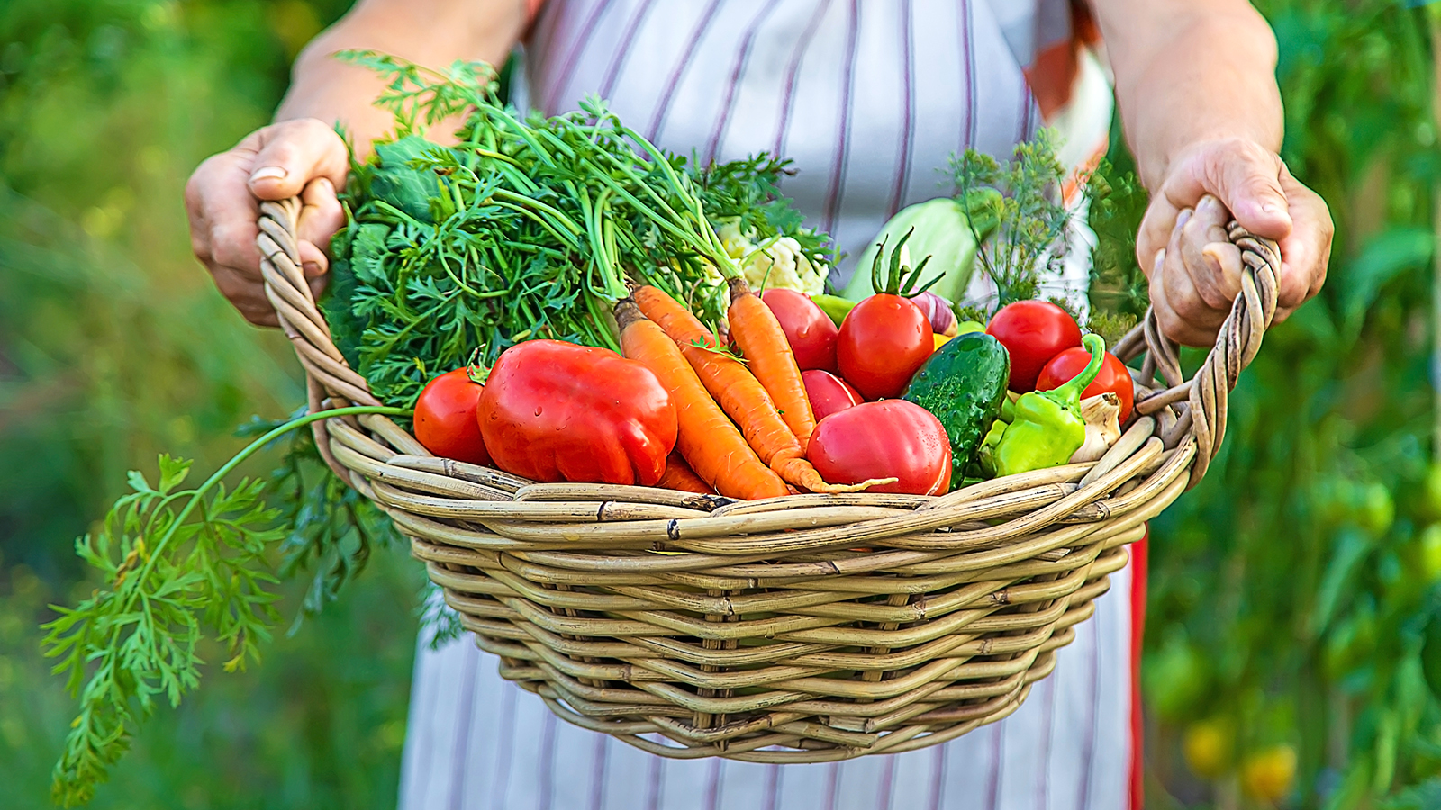 Chef in apron holds basket of freshly harvested vegetables