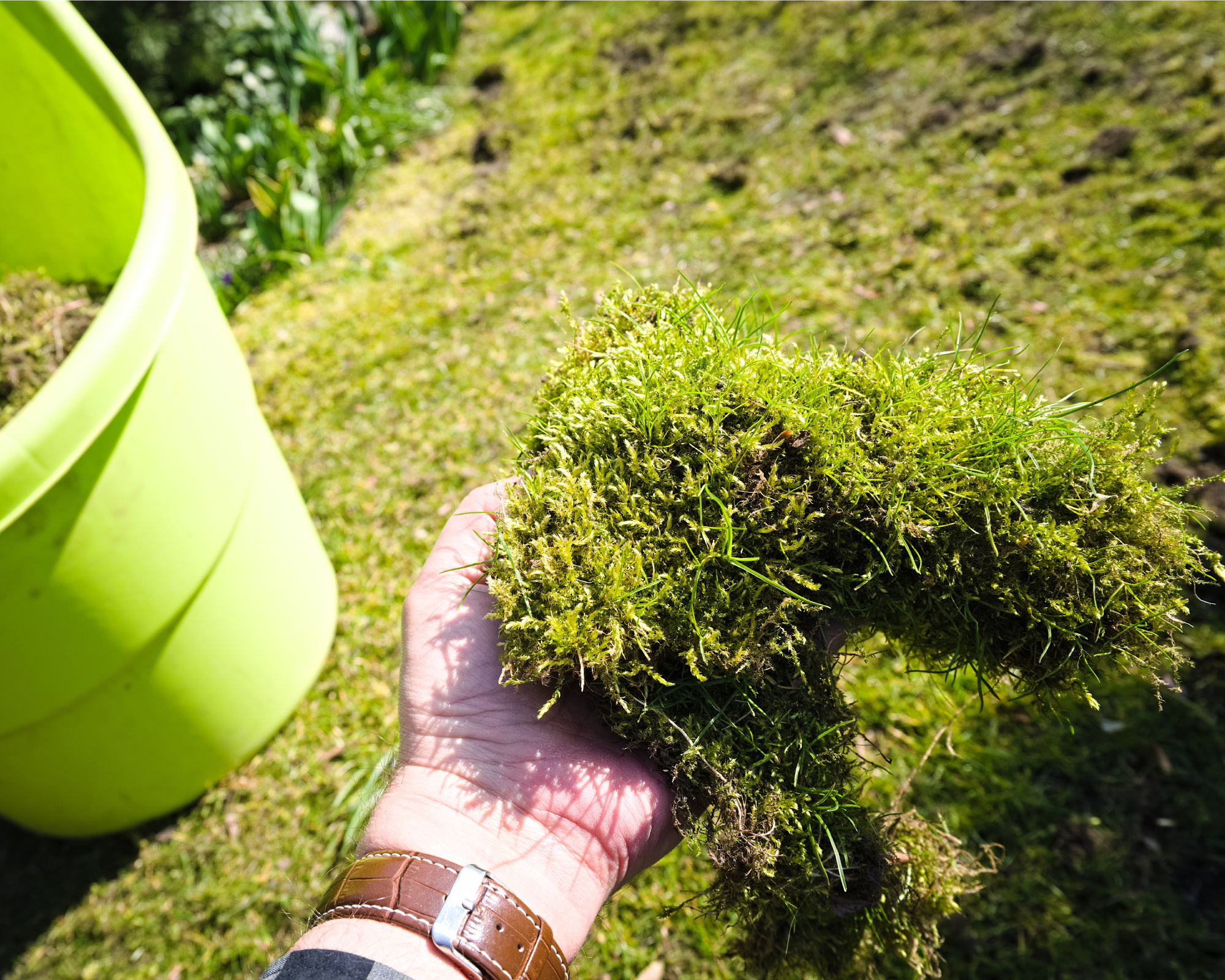 Man&#039;s hand holding moss removed from lawn