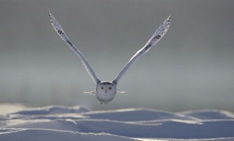 Snowy owl