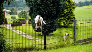 Dog climbing over garden fence
