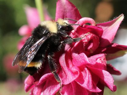 Bee On Pink Flower