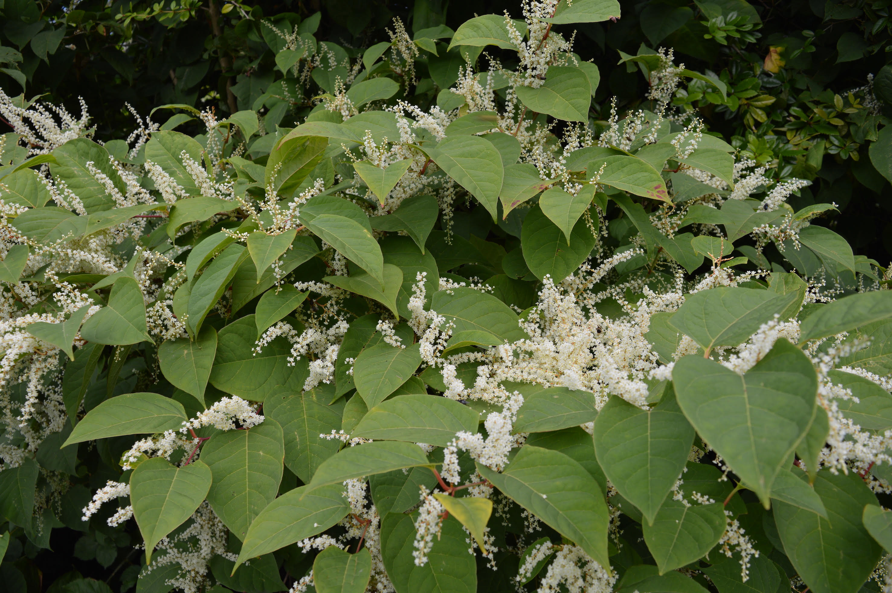 how-to-rid-your-garden-of-japanese-knotweed-real-homes