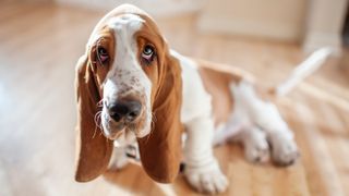 Low maintenance dog breeds: Basset Hound