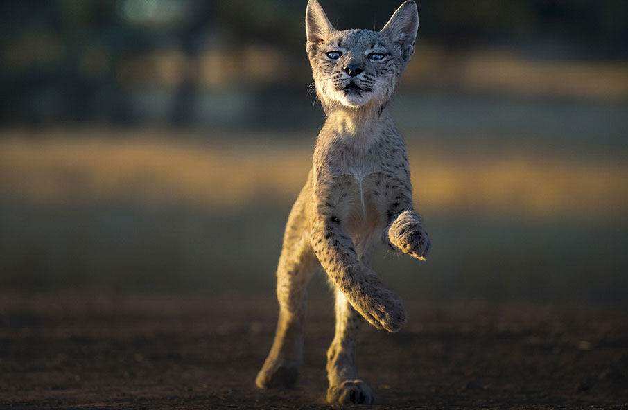 Photos of rare Iberian Lynx by wildlife photographer Alexandra Surkova &ndash; a playful young lynx