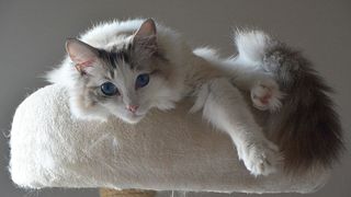 Ragdoll cat