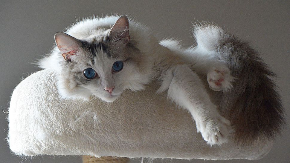 Most common cat breeds: 7 of the most popular moggies in the world ...