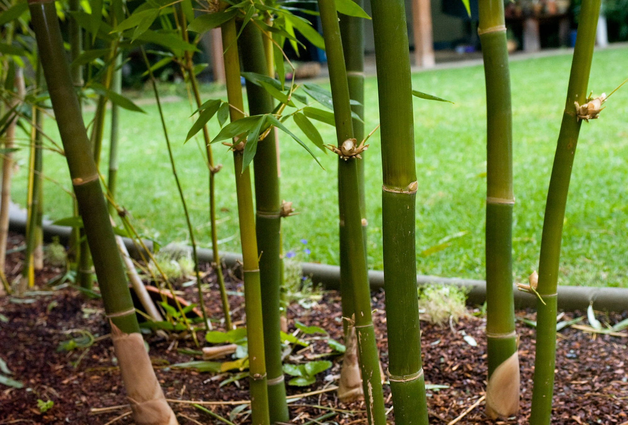 Bamboo in backyard