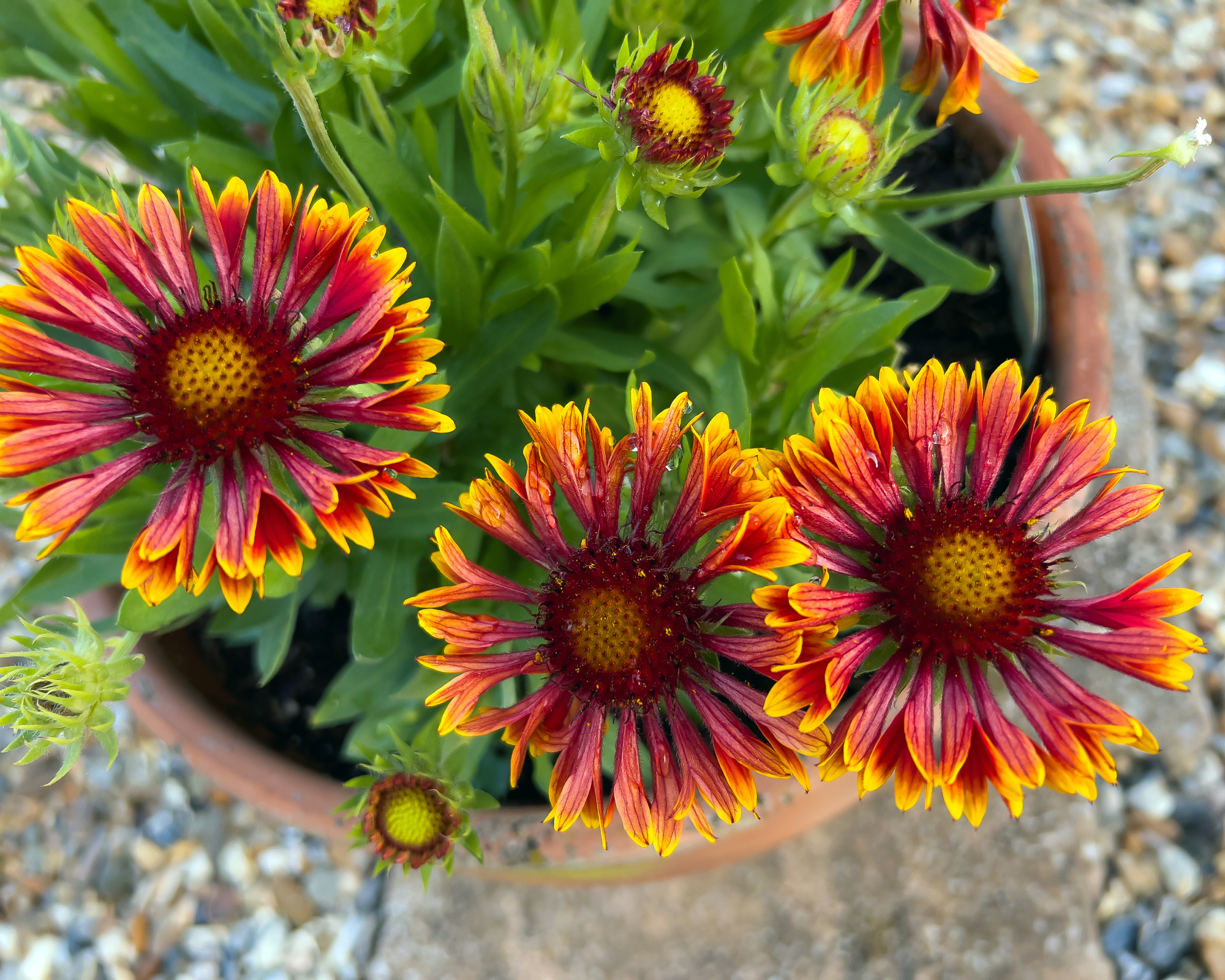 Red and yellow gaillardia flowers growing in a terracotta pot
