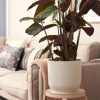 calathea plant in white pot next to sofa