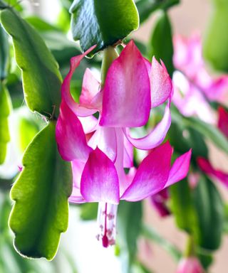 Bright pink flowers of Christmas cactus