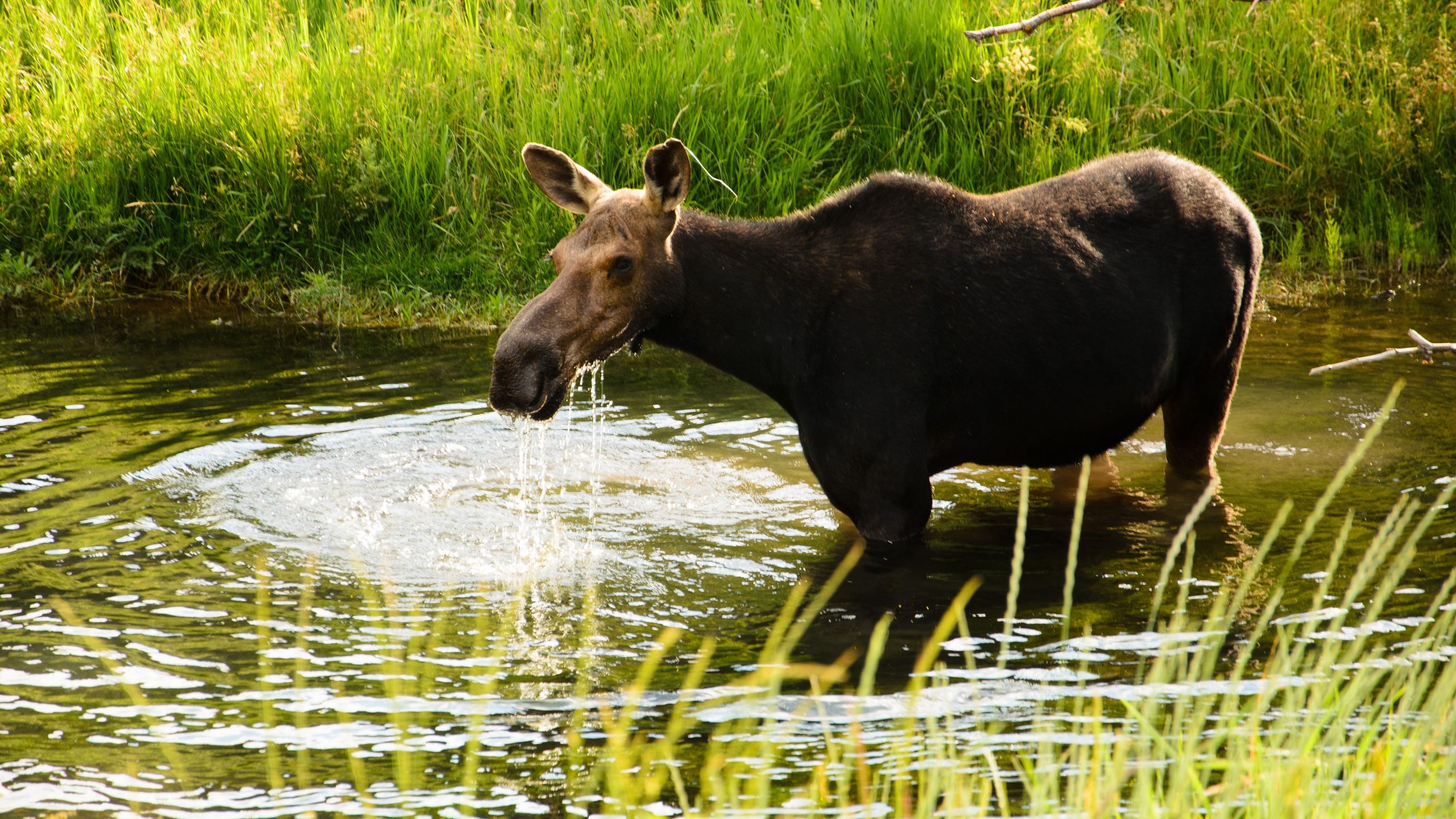 Think Moose