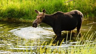 Moose standing in stream, Utah