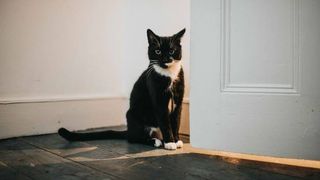 cat beside door at night