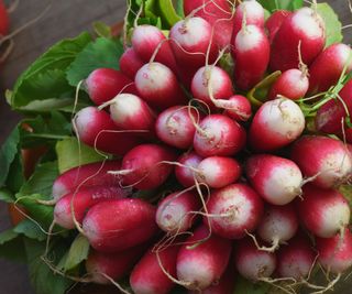 A harvest of fresh radish in a bunch