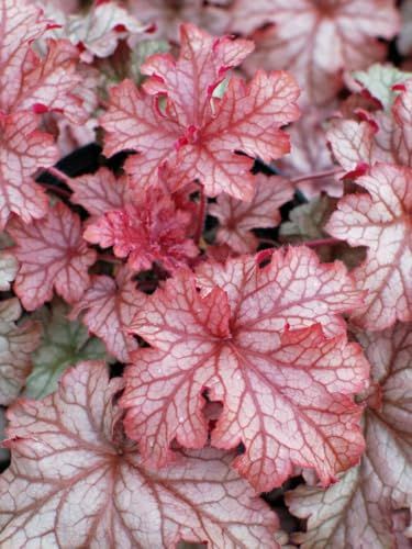 Carnival Peach Parfait Coral Bells