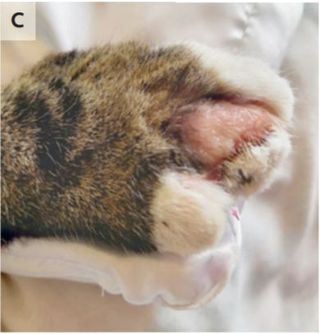 Cowpox lesions on the woman's cat's paw.