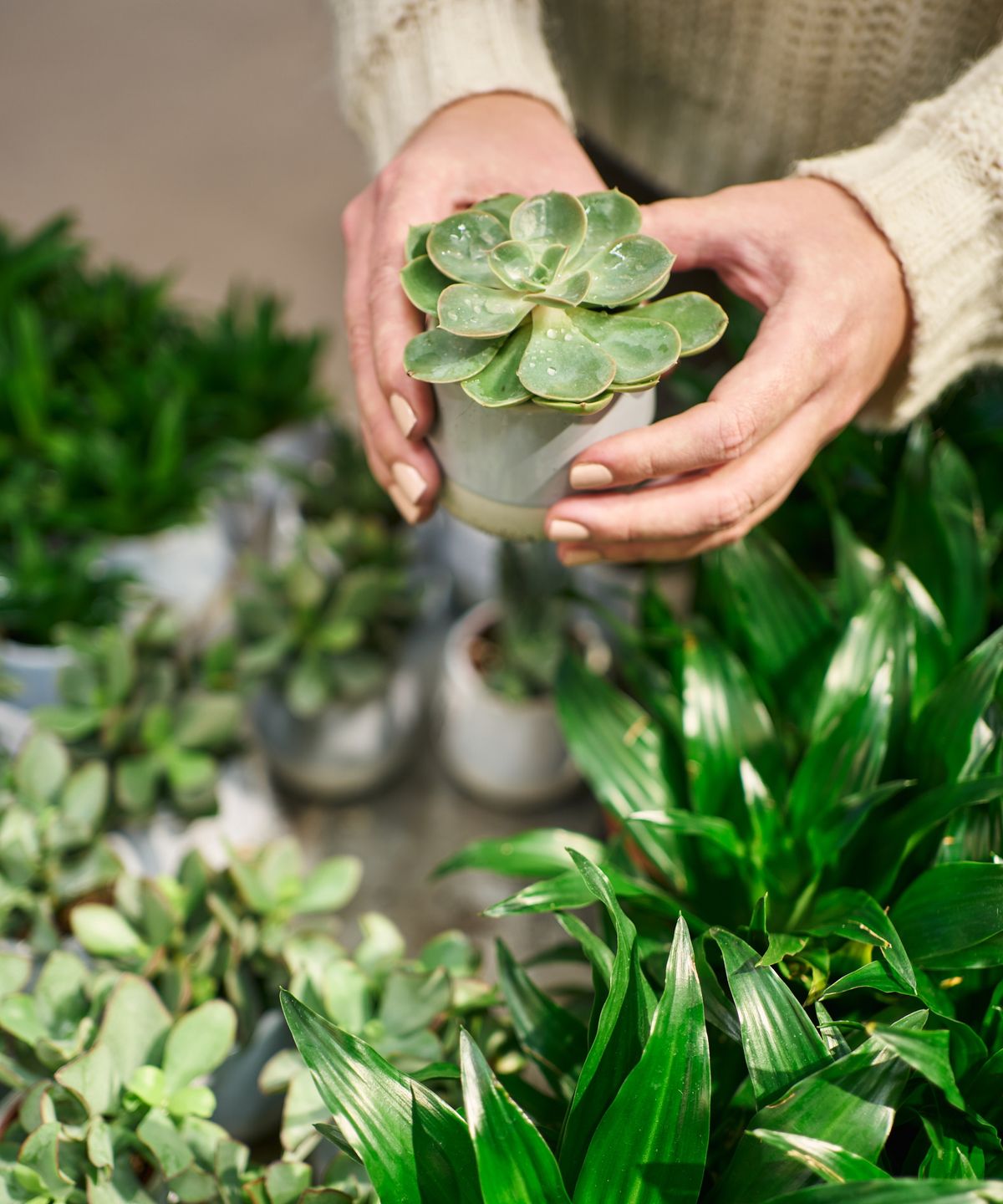 園芸療法士によると、これらの3つの観葉植物はあなたの微生物叢を改善することができます。